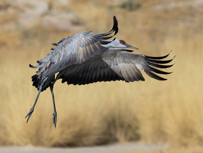 Sandhill Cranes Grus canadensis 