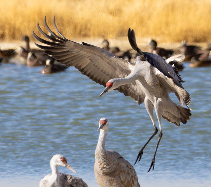 Sandhill Cranes Grus canadensis 