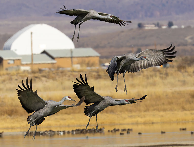 Sandhill Cranes Grus canadensis 