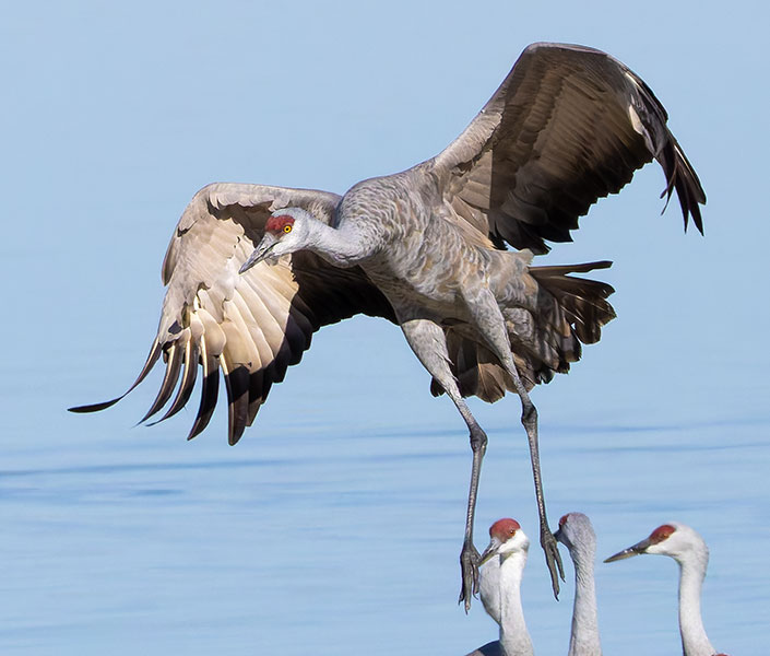 Sandhill Cranes Grus canadensis 