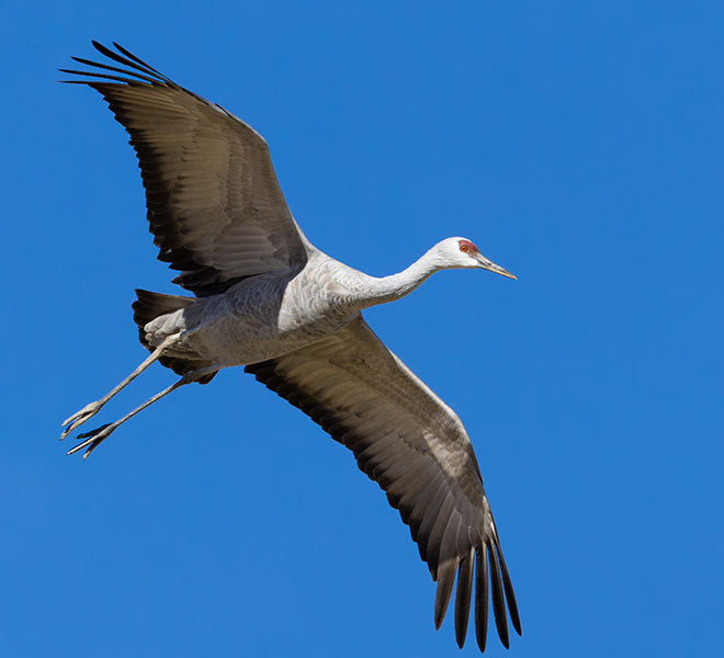 Sandhill Cranes Grus canadensis 