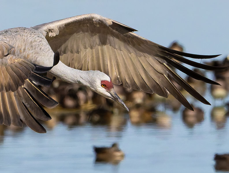 Sandhill Cranes Grus canadensis 