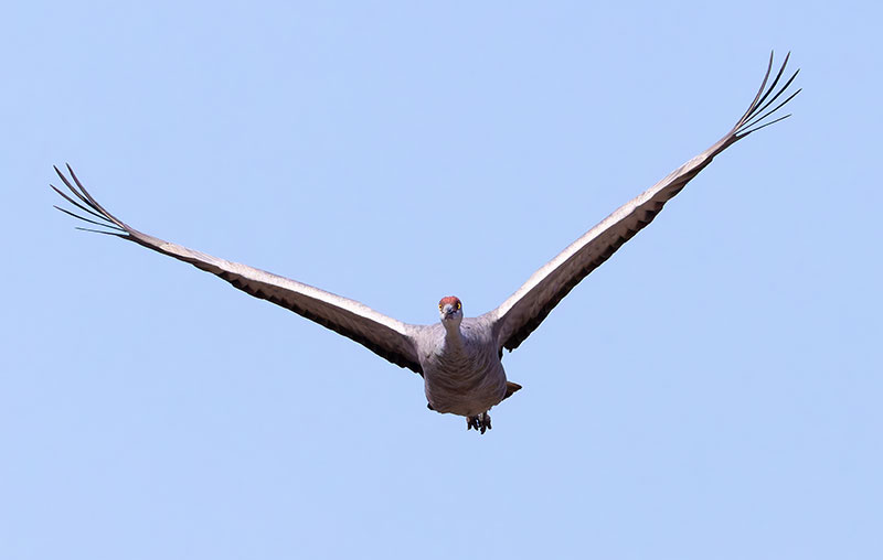 Sandhill Cranes Grus canadensis 