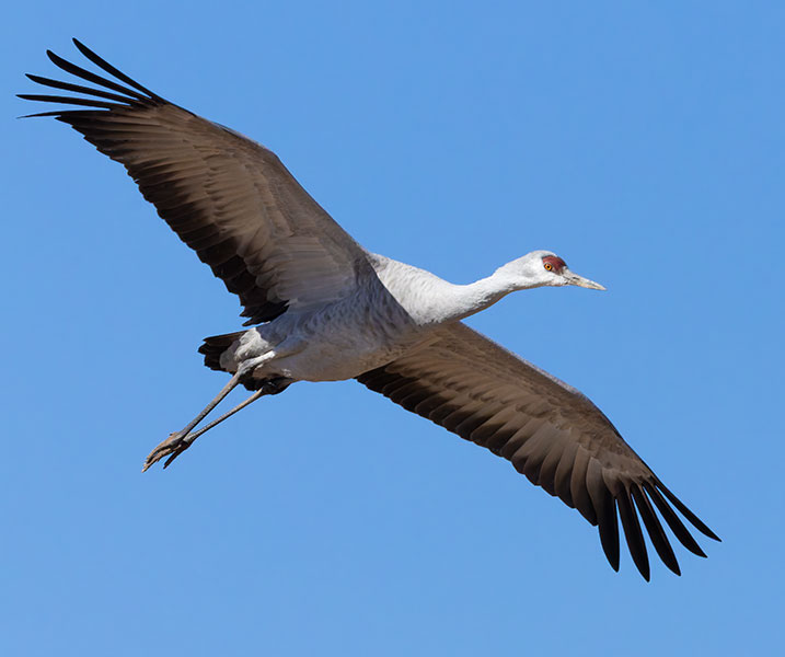 Sandhill Cranes Grus canadensis 