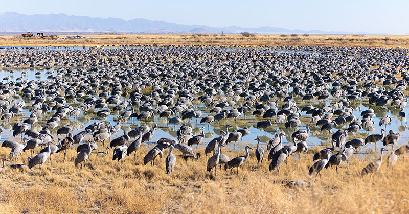Sandhill Cranes Grus canadensis 