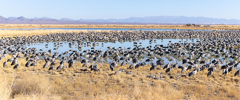 Sandhill Cranes Grus canadensis 