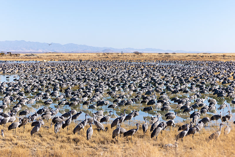 Sandhill Cranes Grus canadensis 