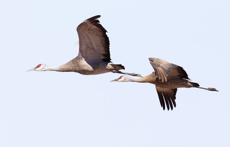 Sandhill Cranes Grus canadensis 