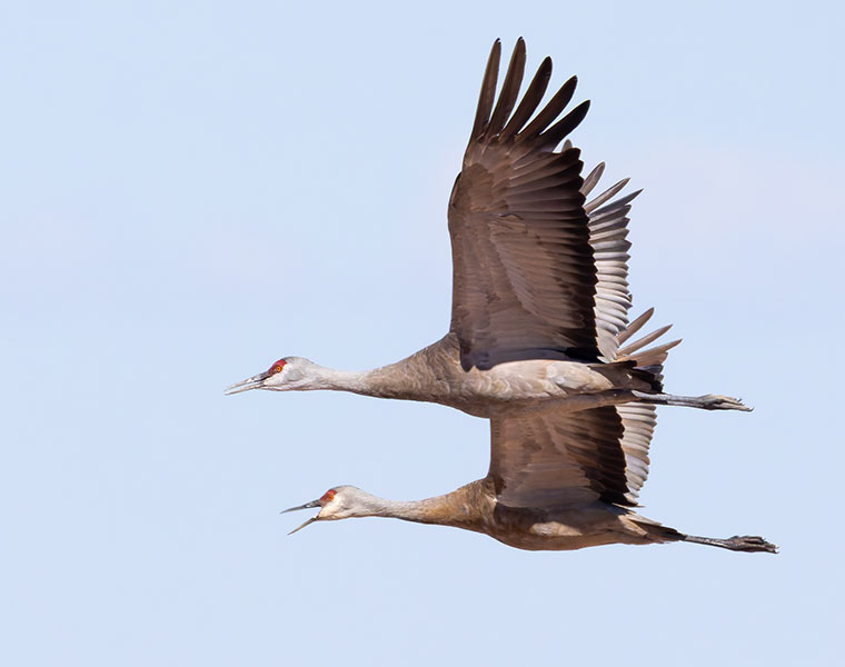 Sandhill Cranes Grus canadensis 
