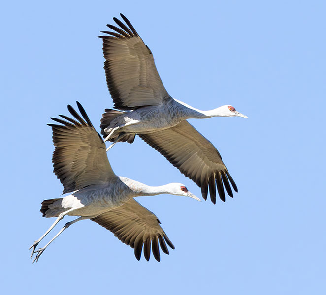 Sandhill Cranes Grus canadensis 