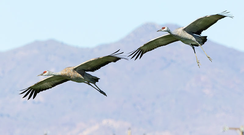 Sandhill Cranes Grus canadensis 