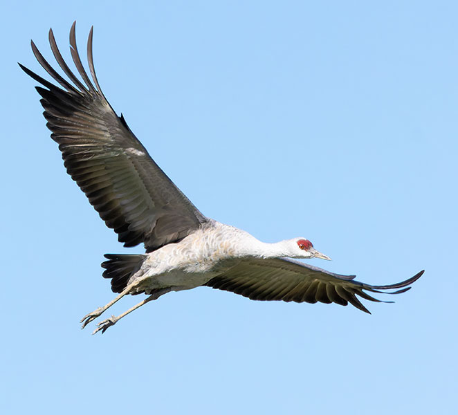 Sandhill Cranes Grus canadensis 