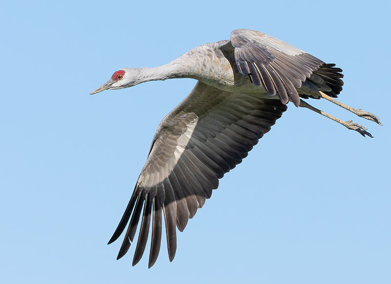 Sandhill Cranes Grus canadensis 