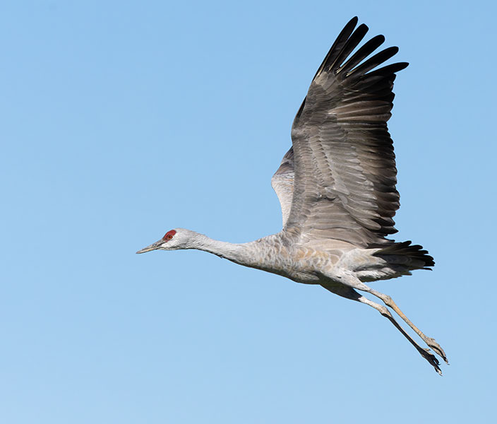 Sandhill Cranes Grus canadensis 