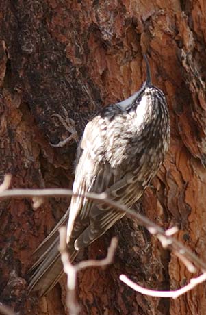 Brown Creeper Certhia americana