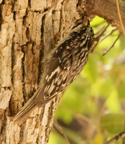 Brown Creeper Certhia americana