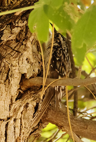 Brown Creeper Certhia americana