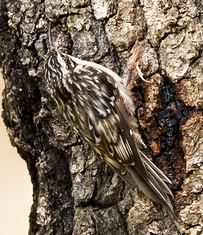 Brown Creeper Certhia americana