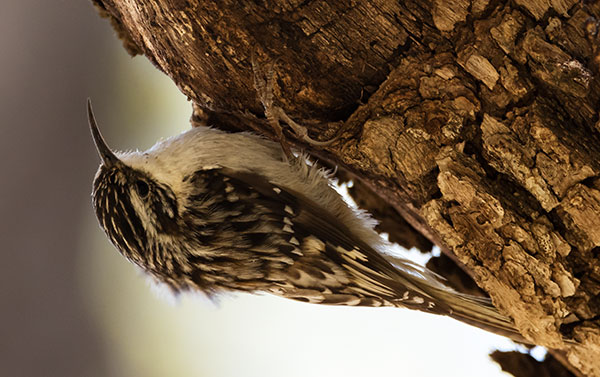Brown Creeper Certhia americana