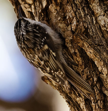 Brown Creeper Certhia americana