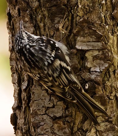 Brown Creeper Certhia americana