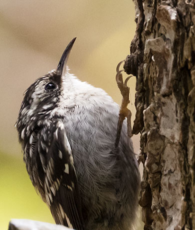 Brown Creeper Certhia americana