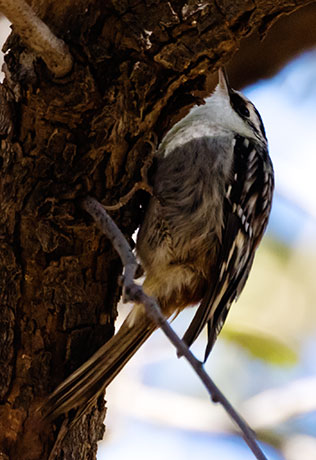 Brown Creeper Certhia americana
