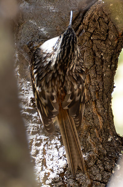 Brown Creeper Certhia americana