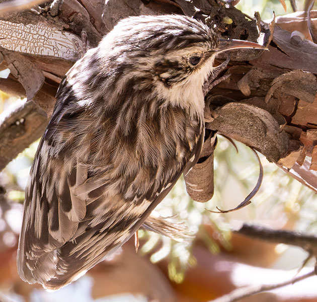 Brown Creeper Certhia americana