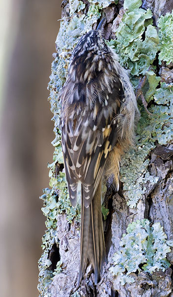 Brown Creeper Certhia americana