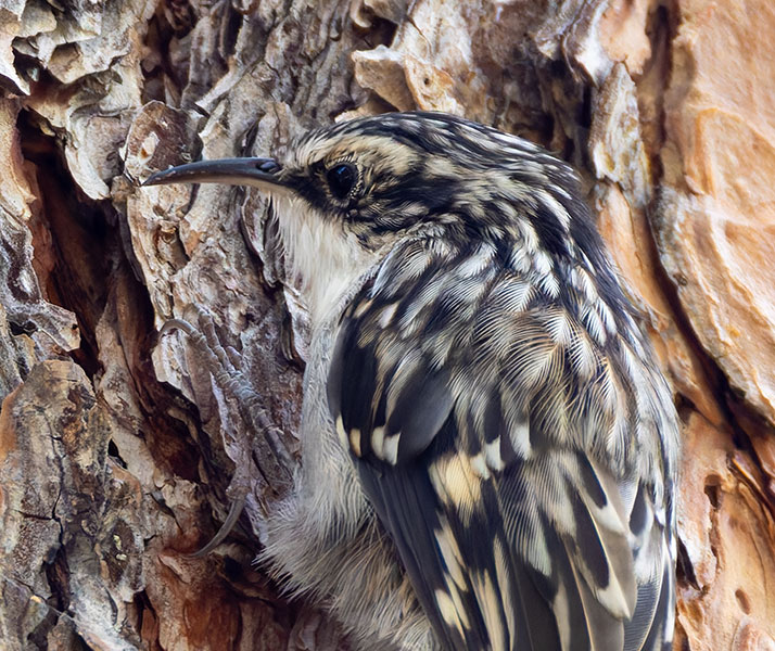 Brown Creeper Certhia americana