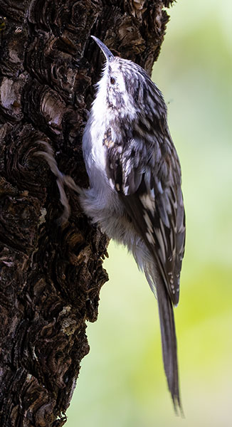 Brown Creeper Certhia americana