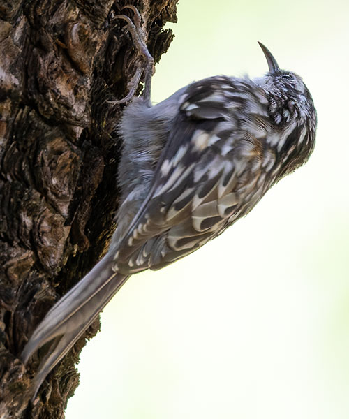 Brown Creeper Certhia americana