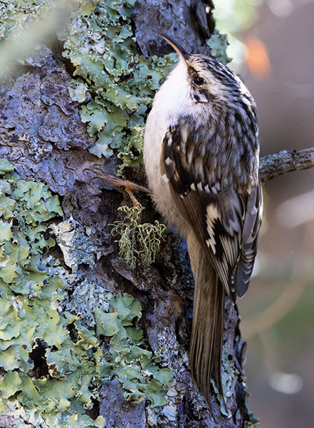 Brown Creeper Certhia americana