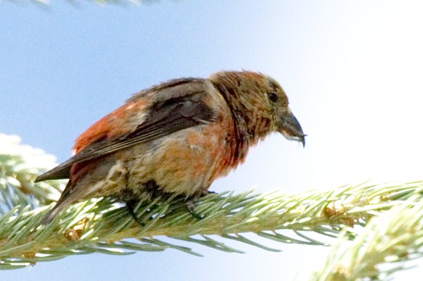 Red Crossbill Loxia curvirostra 
