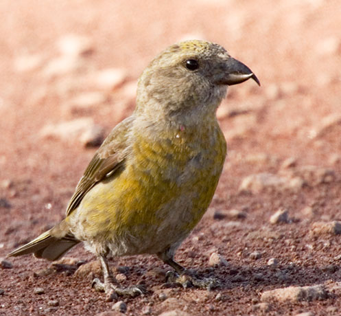 Red Crossbill Loxia curvirostra 