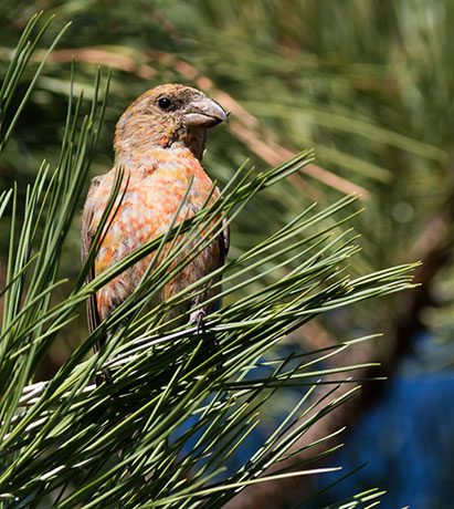 Red Crossbill Loxia curvirostra 