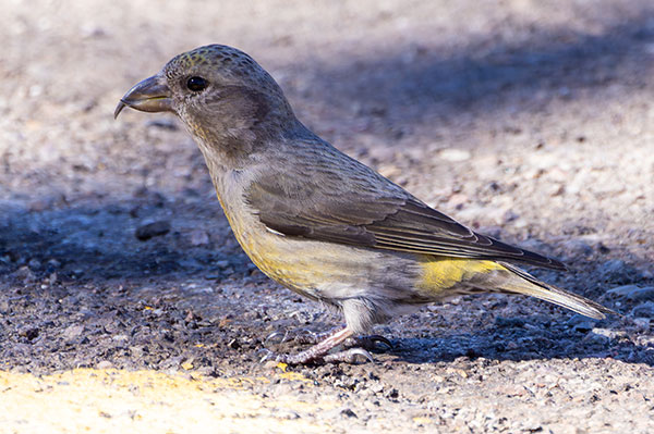 Red Crossbill Loxia curvirostra 