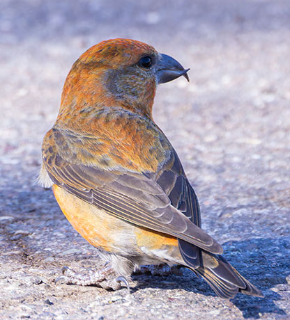 Red Crossbill Loxia curvirostra 