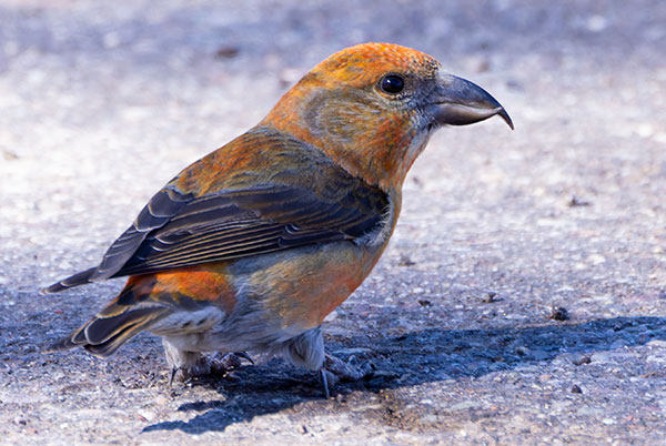 Red Crossbill Loxia curvirostra 