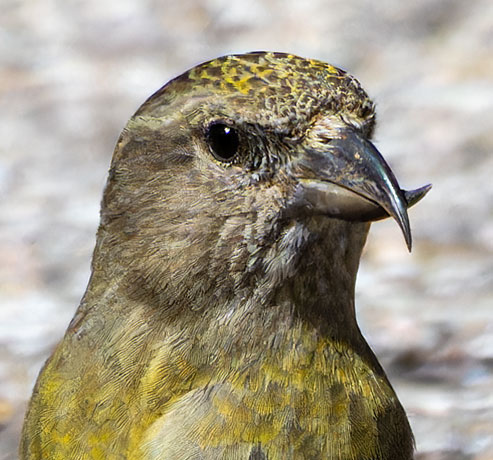 Red Crossbill Loxia curvirostra 