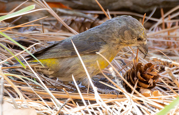 Red Crossbill Loxia curvirostra 