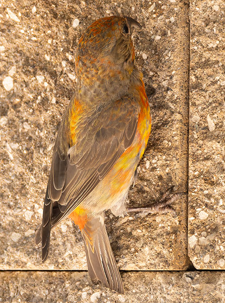 Red Crossbill Loxia curvirostra 