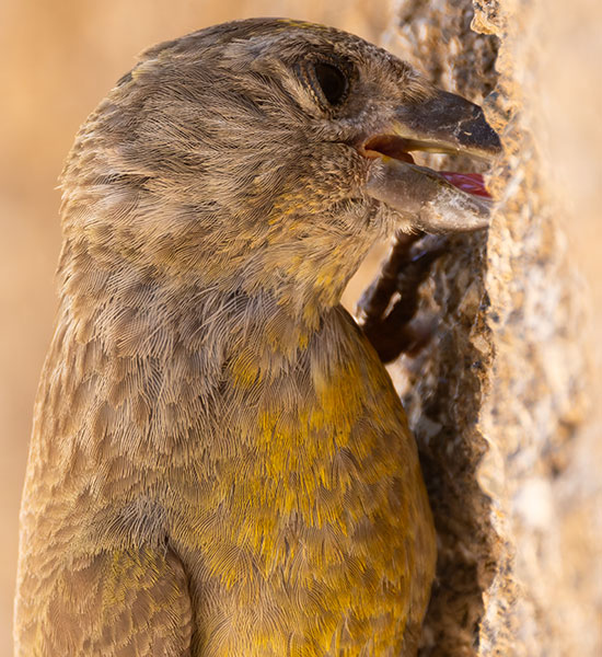 Red Crossbill Loxia curvirostra 