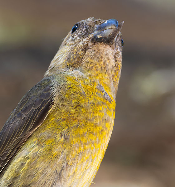 Red Crossbill Loxia curvirostra 