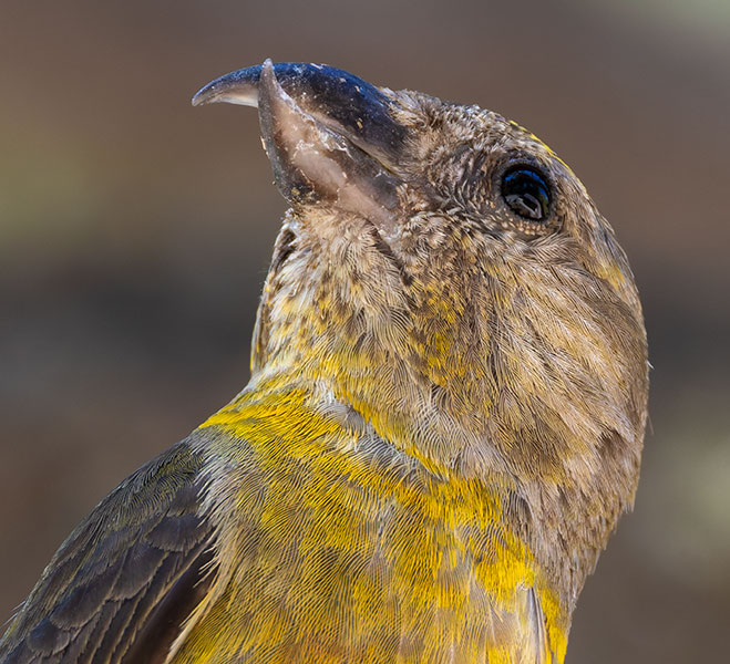 Red Crossbill Loxia curvirostra 