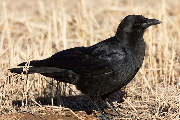 American Crow Corvus brachyrhynchos