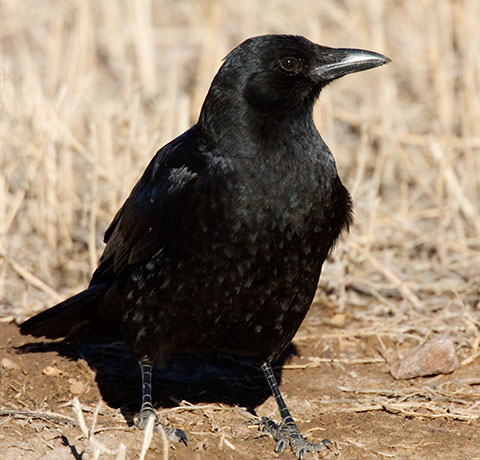 American Crow Corvus brachyrhynchos