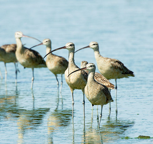 Long-billed Curlew Numenius americanus 