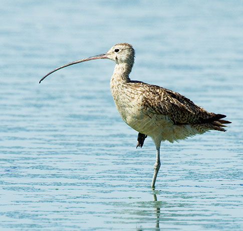 Long-billed Curlew Numenius americanus 